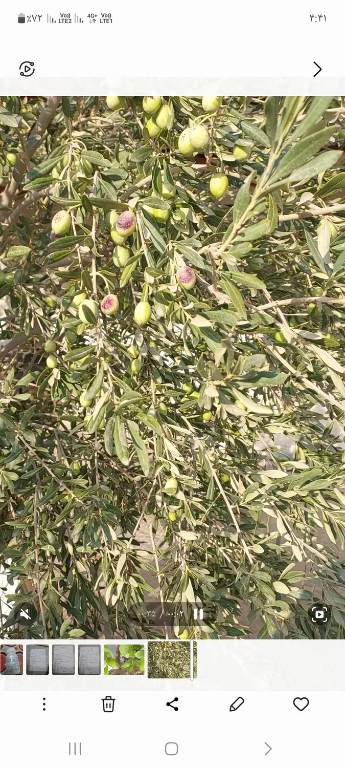 اجاره نیمه ویلایی ساروزن پایین