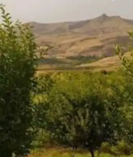 باغ فروشی
