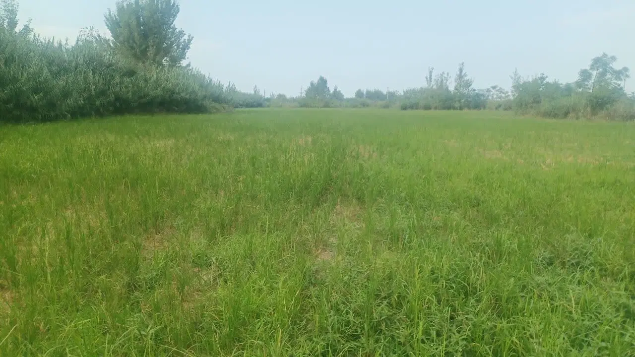 زمین کشاورزی