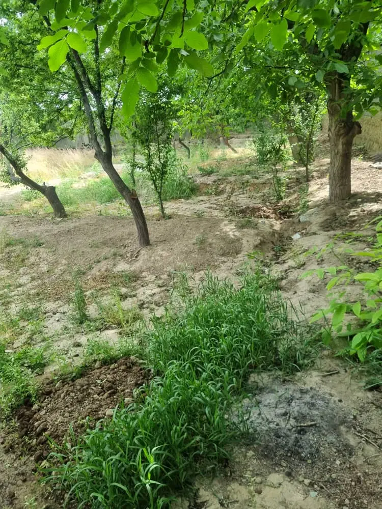 ۹۳۰متر باغچه داری سندتک برگی عرصه و اعیان