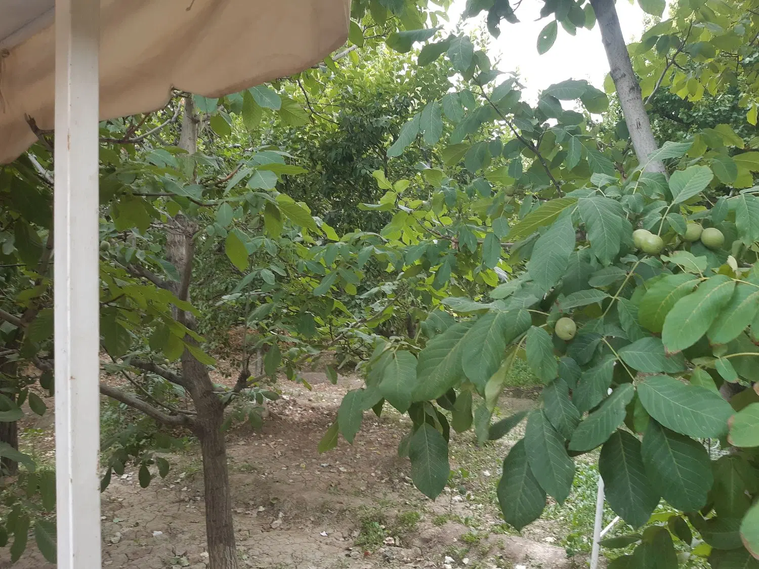 ۱۲۰۰متر باغ دور دیوار