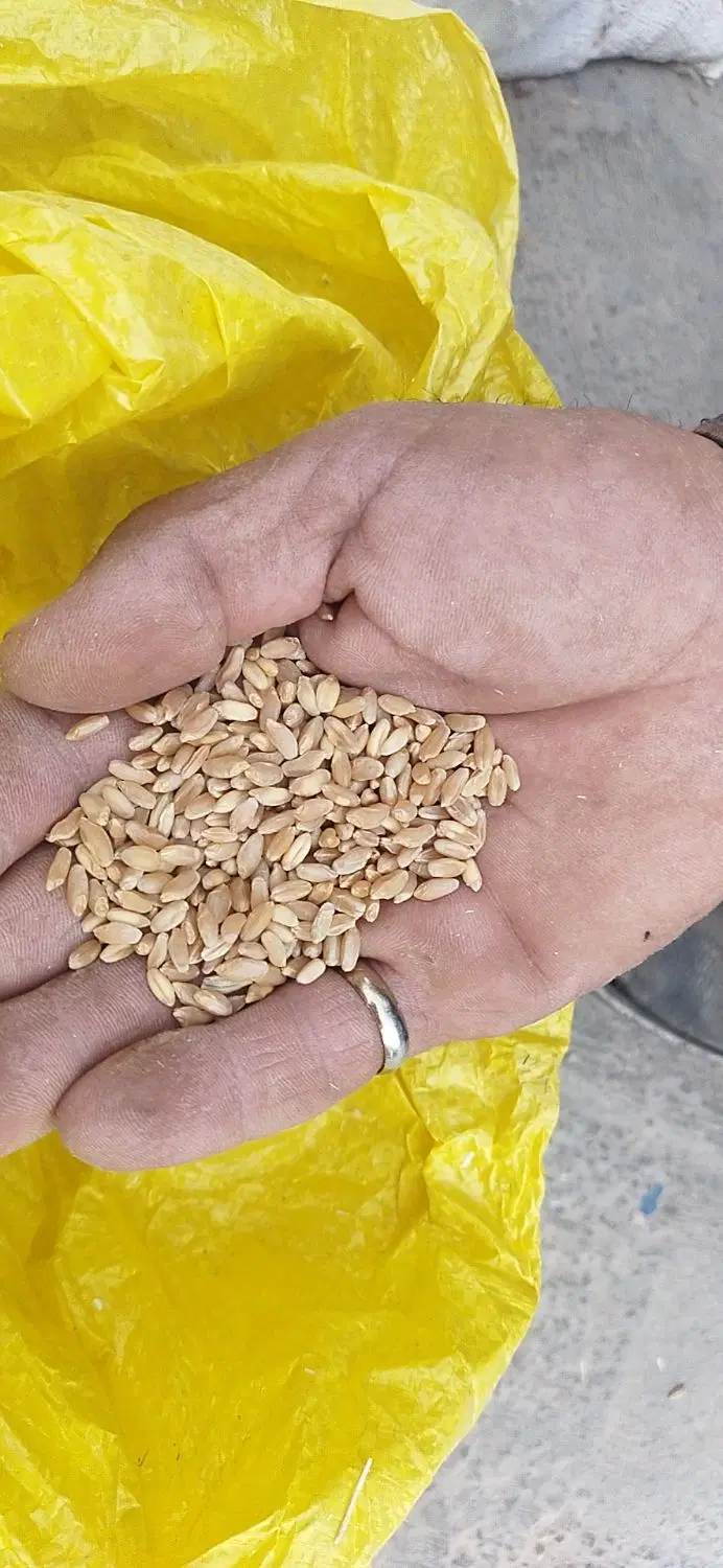 زمین برای کشت