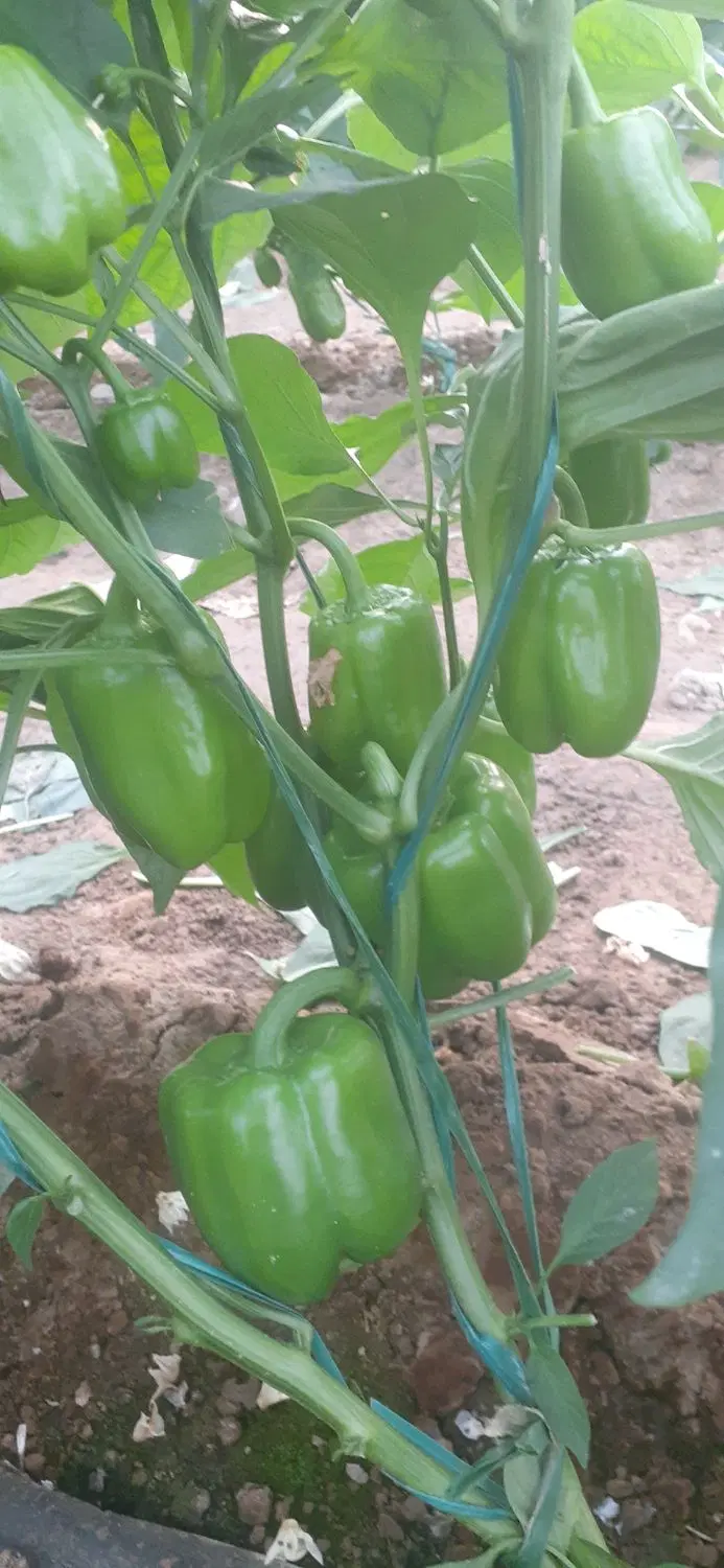 اجاره گلخانه