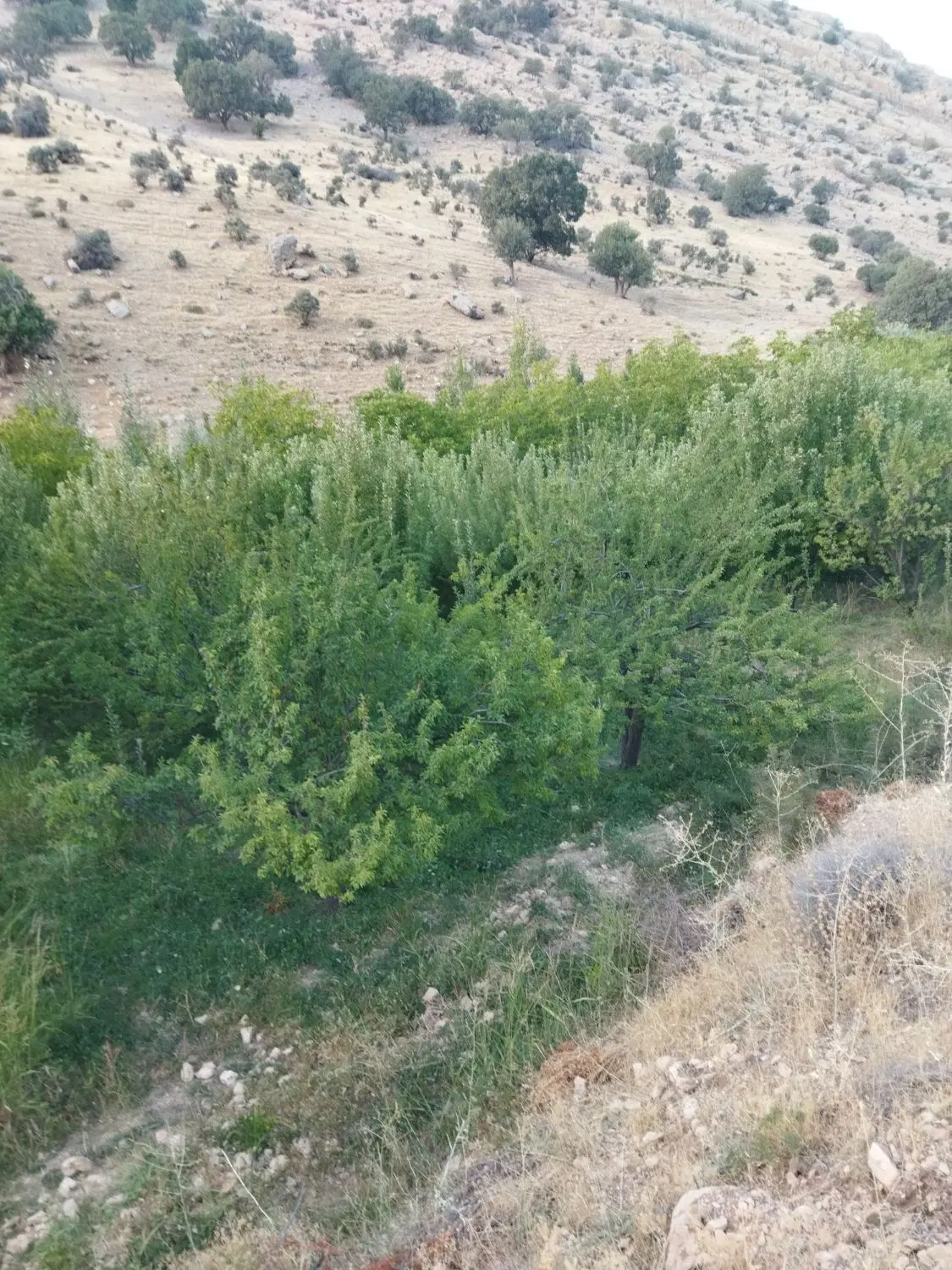 باغ ثمری با موقعیت عالی