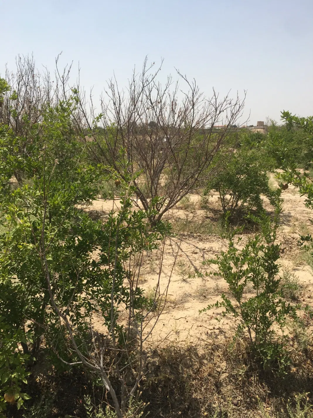 باغ انار و انواع میوه