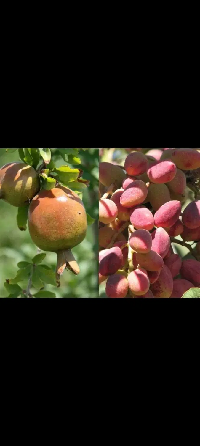 ملک زر خیز