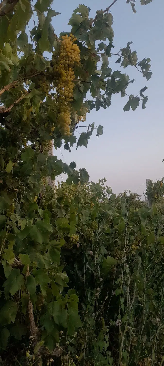 باغ مناسب ویلا سازی