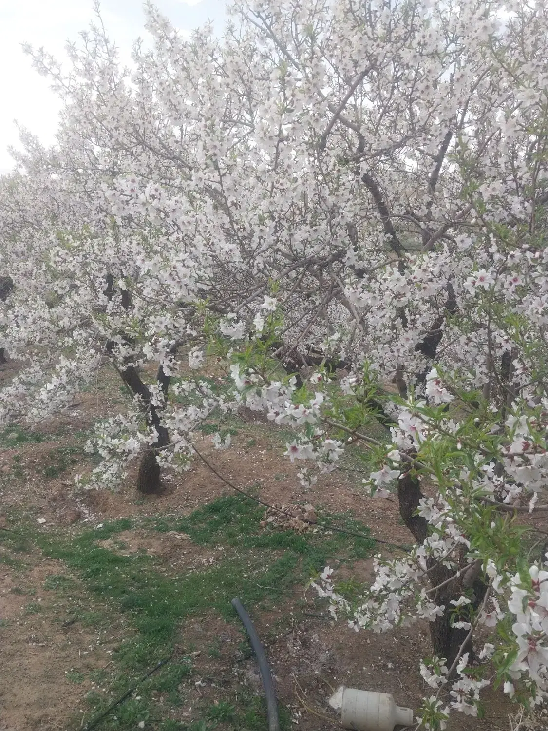 مرزعه باغ شوراب ۵۰۰متری