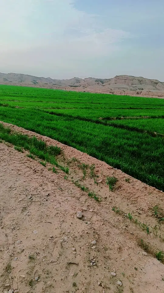 اجاره 40هکتار زمین کشاورزی با دینام برقی