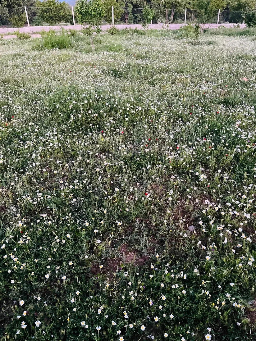 زمین روستای بلیلوند