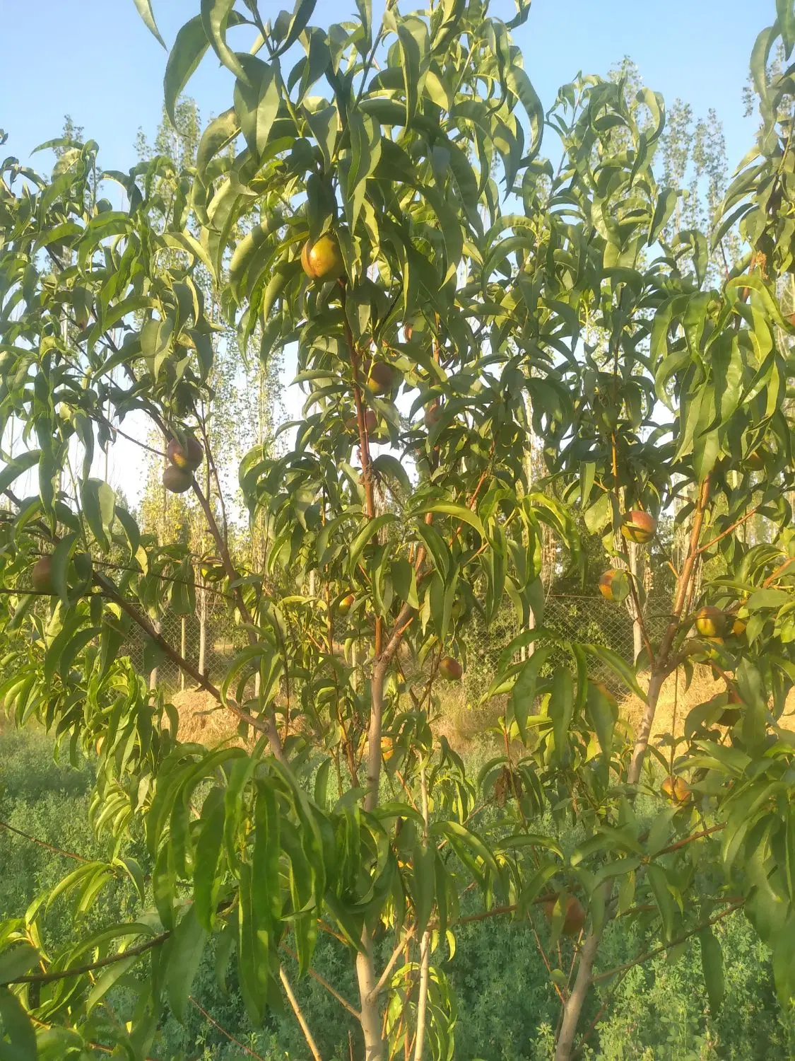 زمین  قواره در صومعه