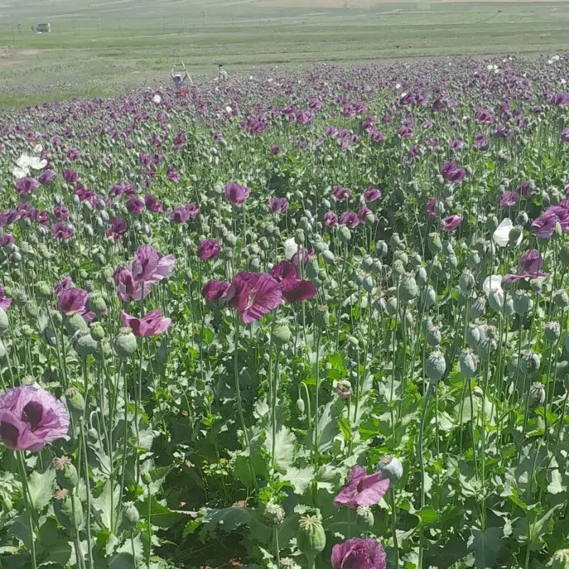 زمین باغ ویلا