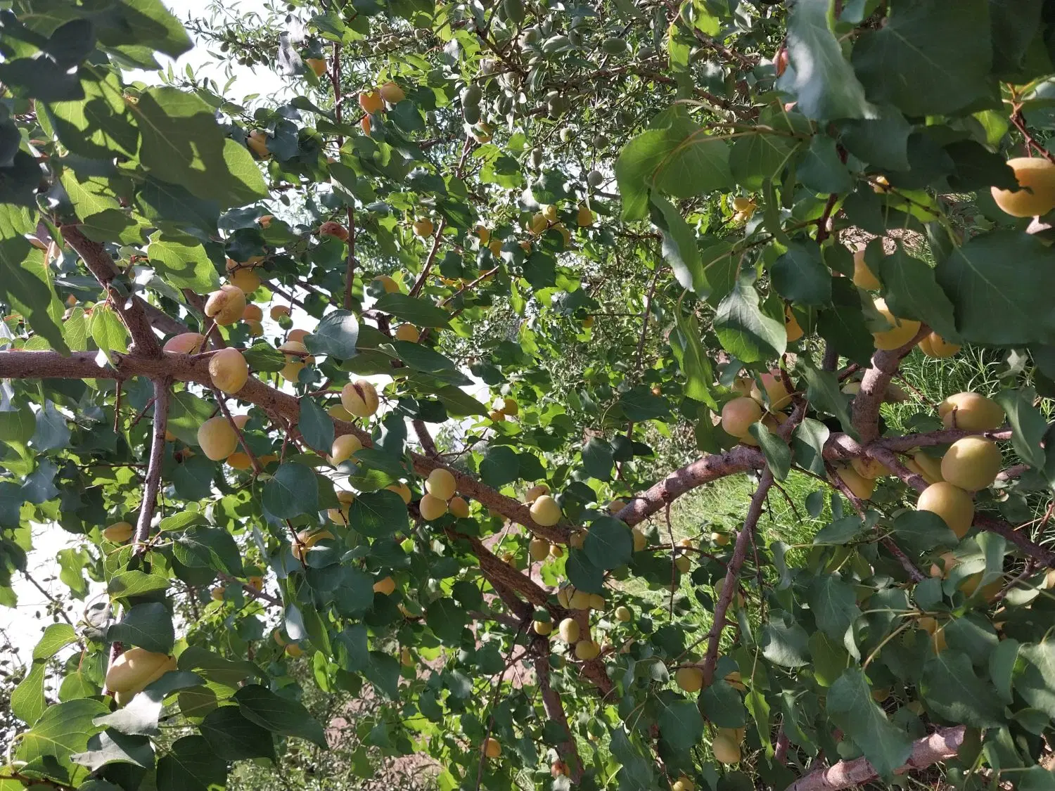۱۲ من باغ ینگجه