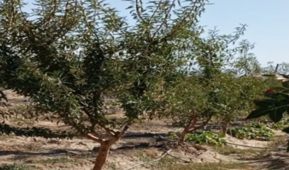 فروش زمین زراعی در گلپایگان