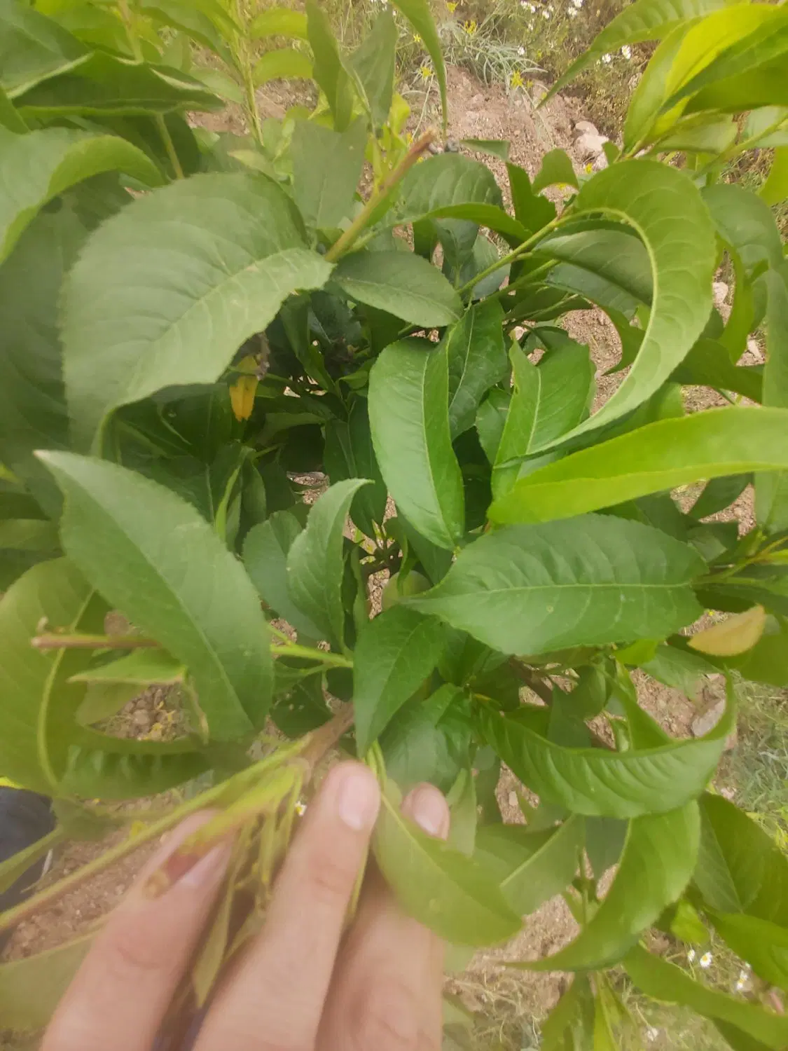 زمین باغی