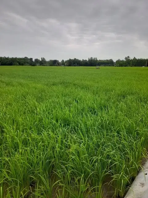 زمین زراعی