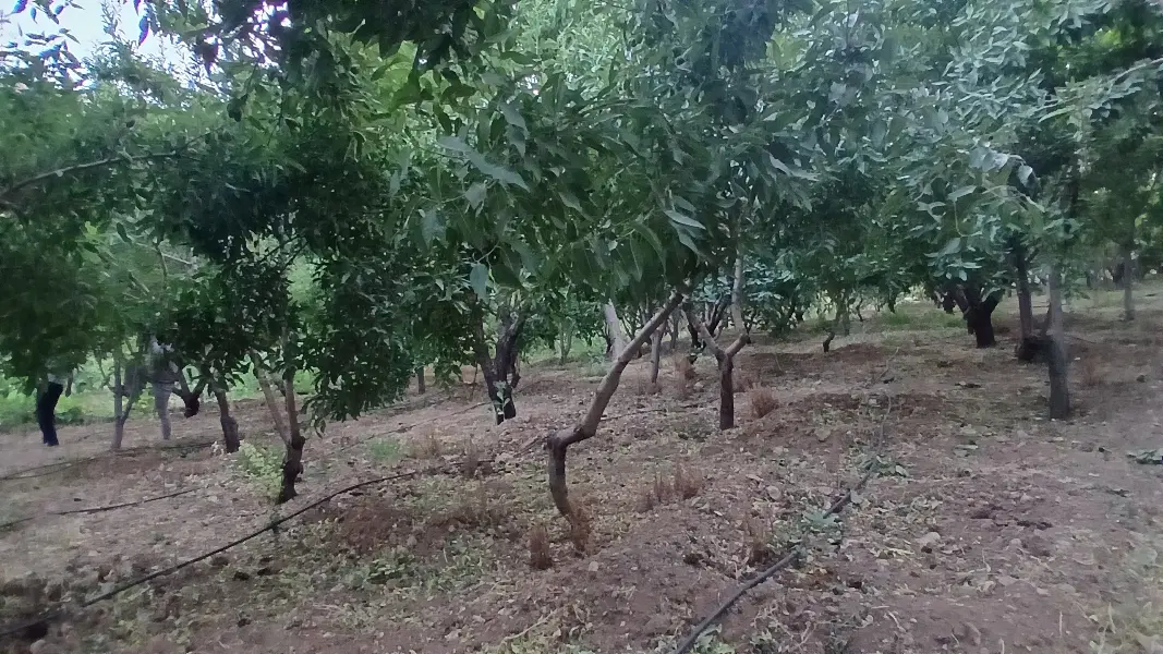 زمین کشاورزی. جنب پل هوای  سامان