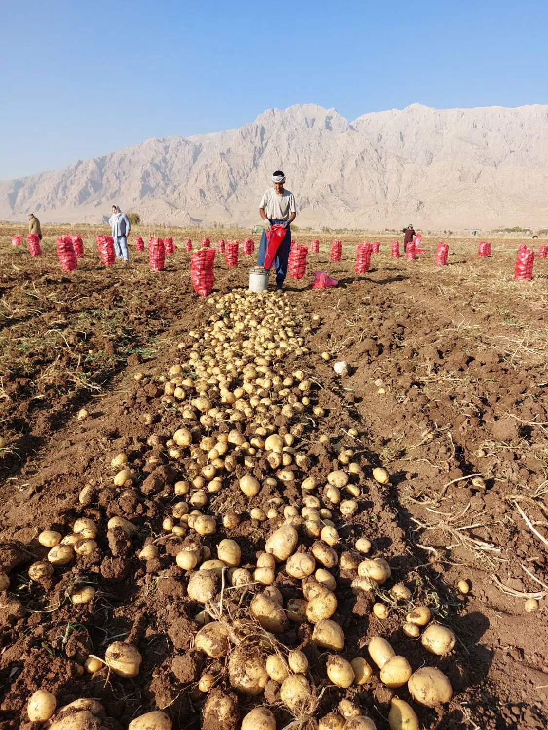 ۳هکتارزمینی کشاورزی آبی واقع درروستای عمله سفلی