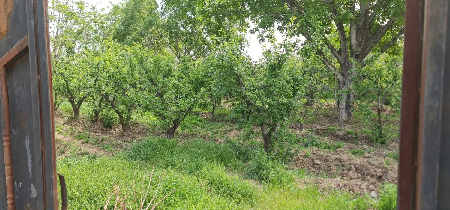 باغچه