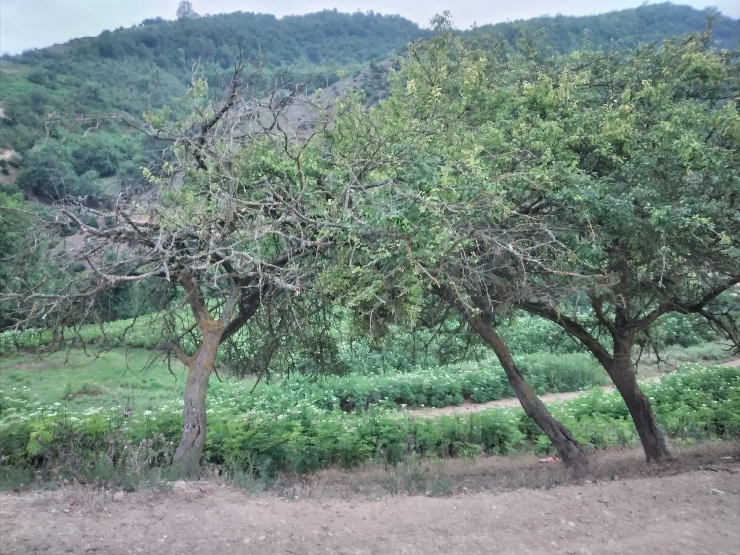 زمین غیر بافت