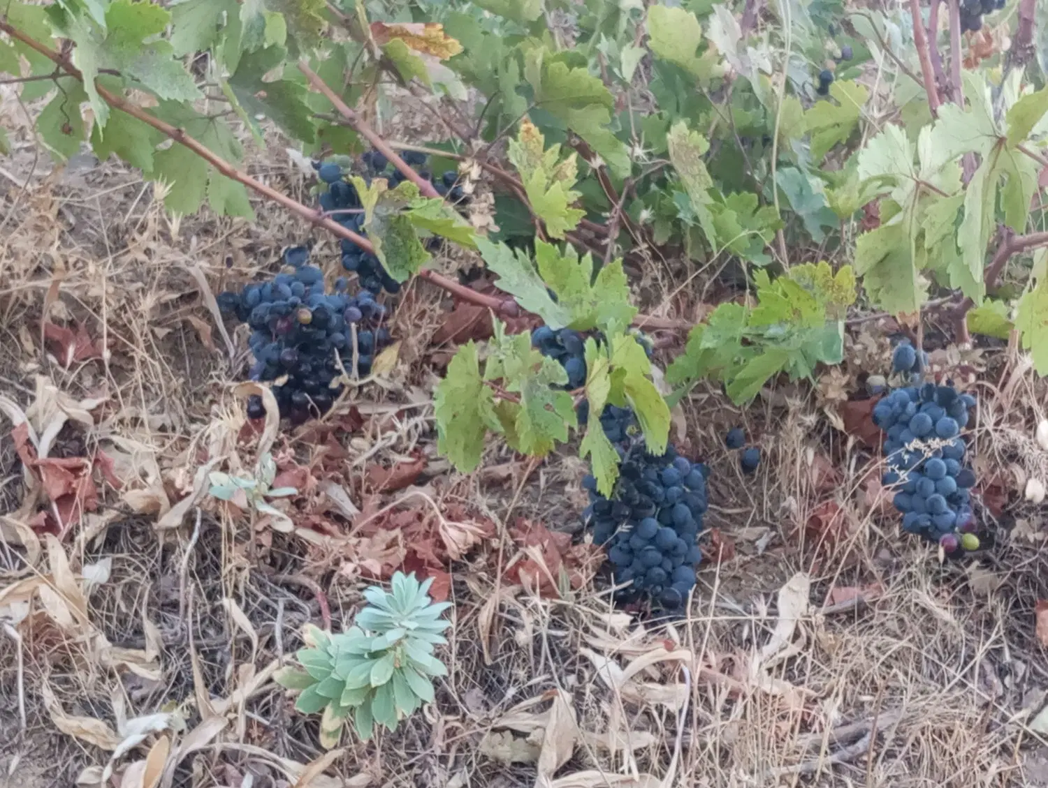 باغ کشاورزی