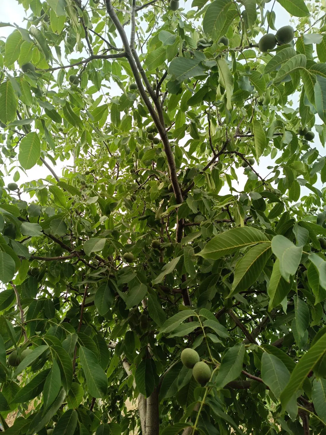 زمین باغی