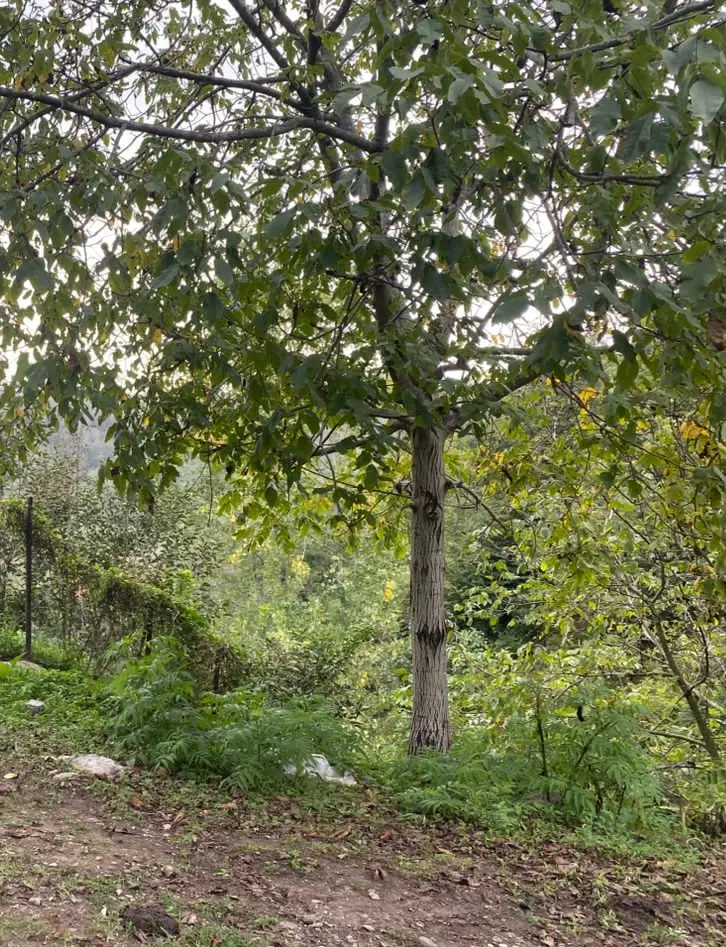 ۱۰ هکتار چهاردیواری جنوب اتوبان هشتگرد به کرج
