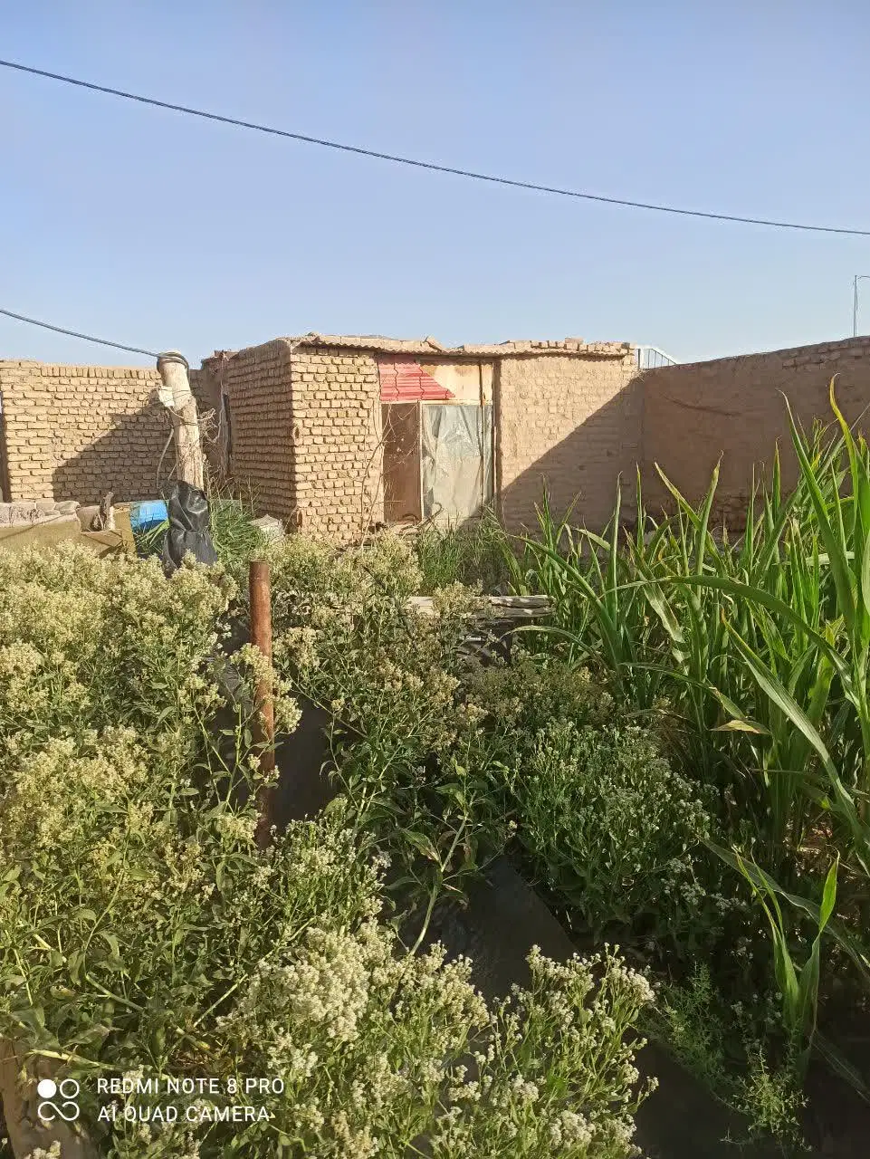 زمین دور دیوار مسکونی،باغچه یا دامداری آینده دار