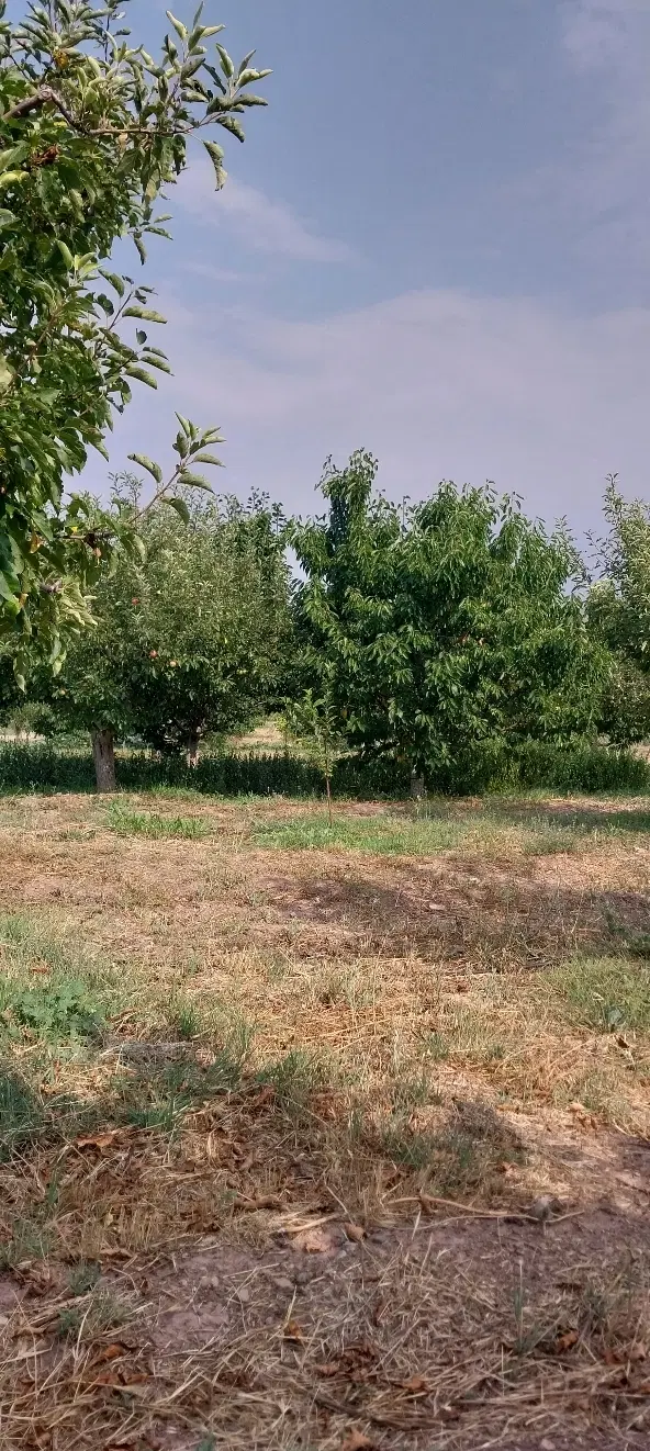 قطعاتی ویلایی از باغ بفروش میرسد