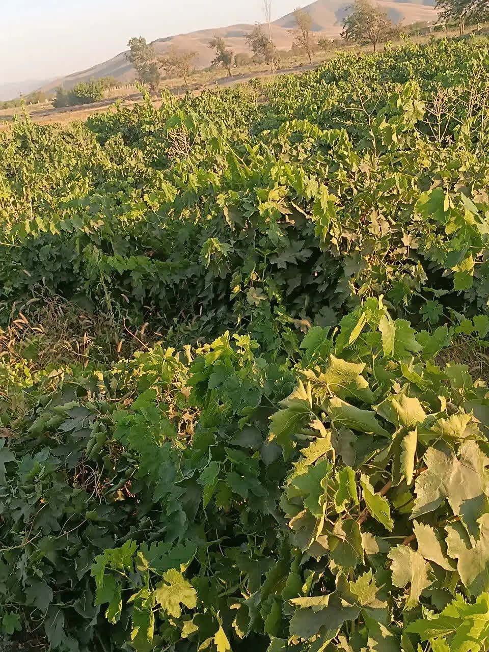 باغ انگور