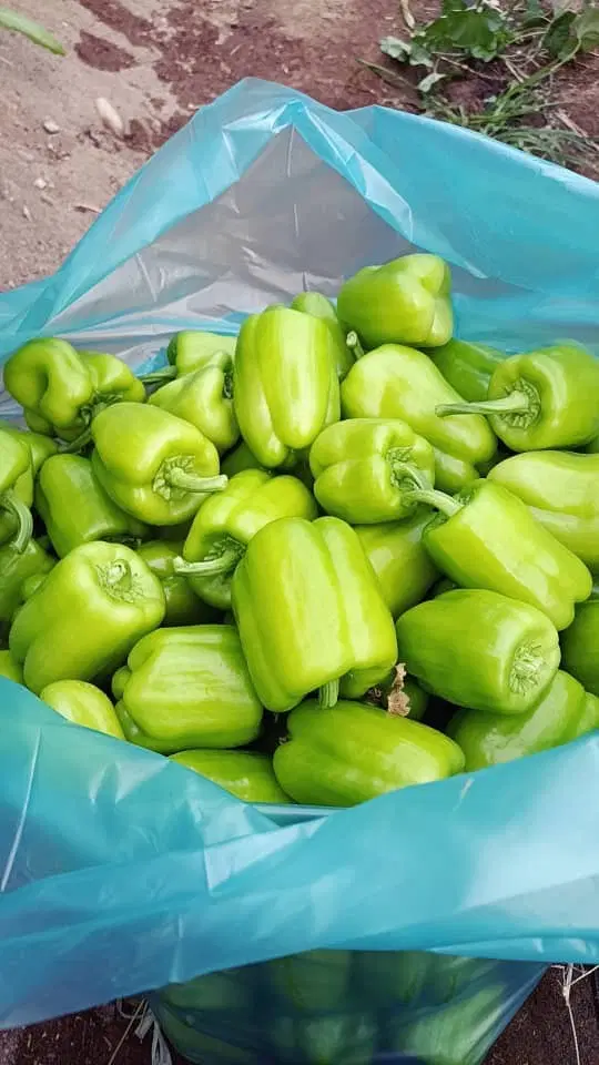 ۲۵۰۰ متر گلخانه با پلاستیک جهاداباد