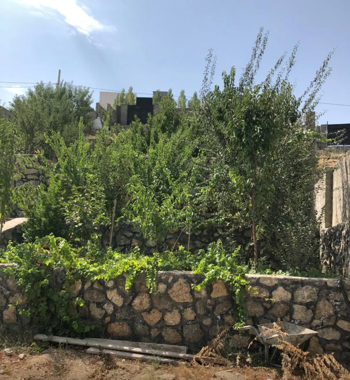 زمین مشجر چهار دیواری ۹۵۰ متر
