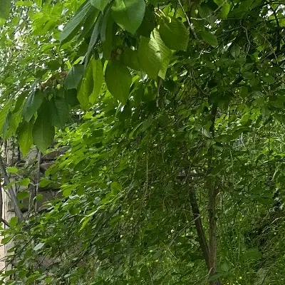 فرصت استثنایی در ابرده