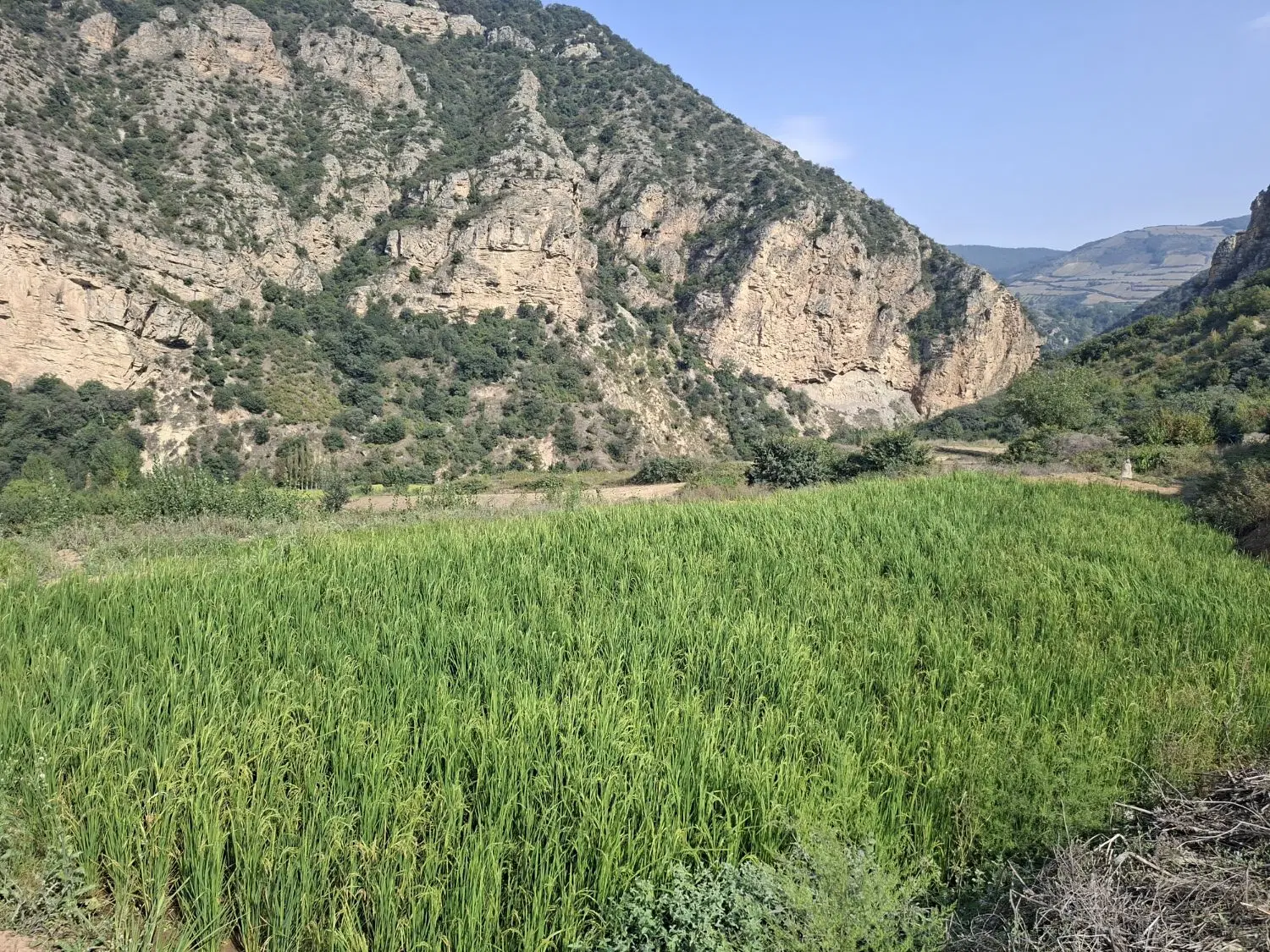 ۱هکتارو ۳ هزار متر زمین شالی