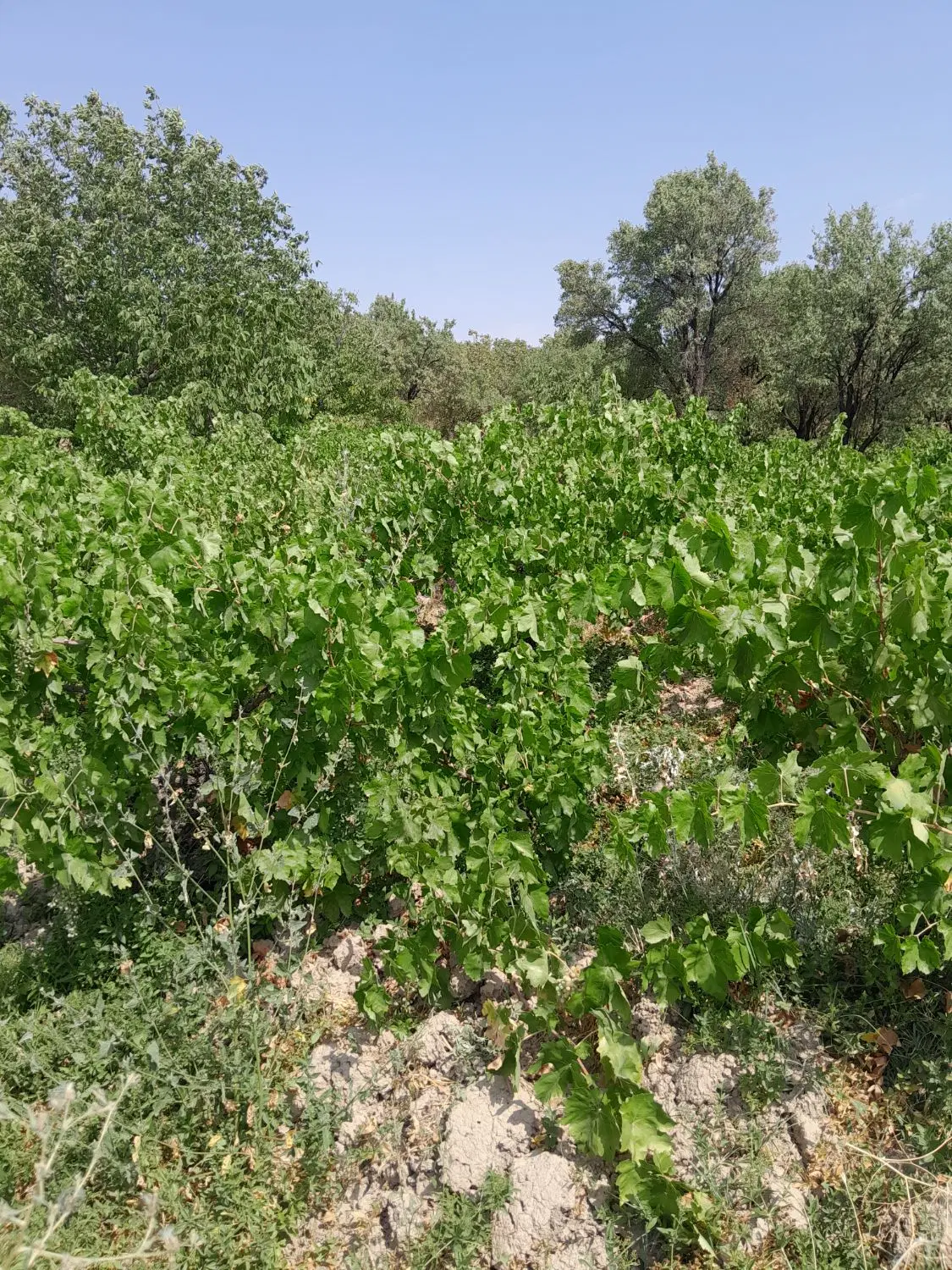 فروش باغ انگور مزلقان