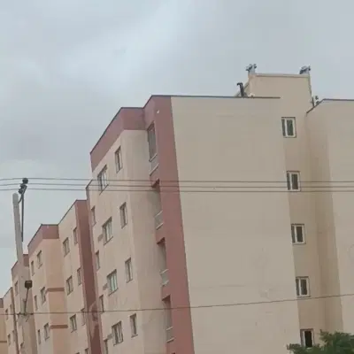 همخونه خانوم میخوام