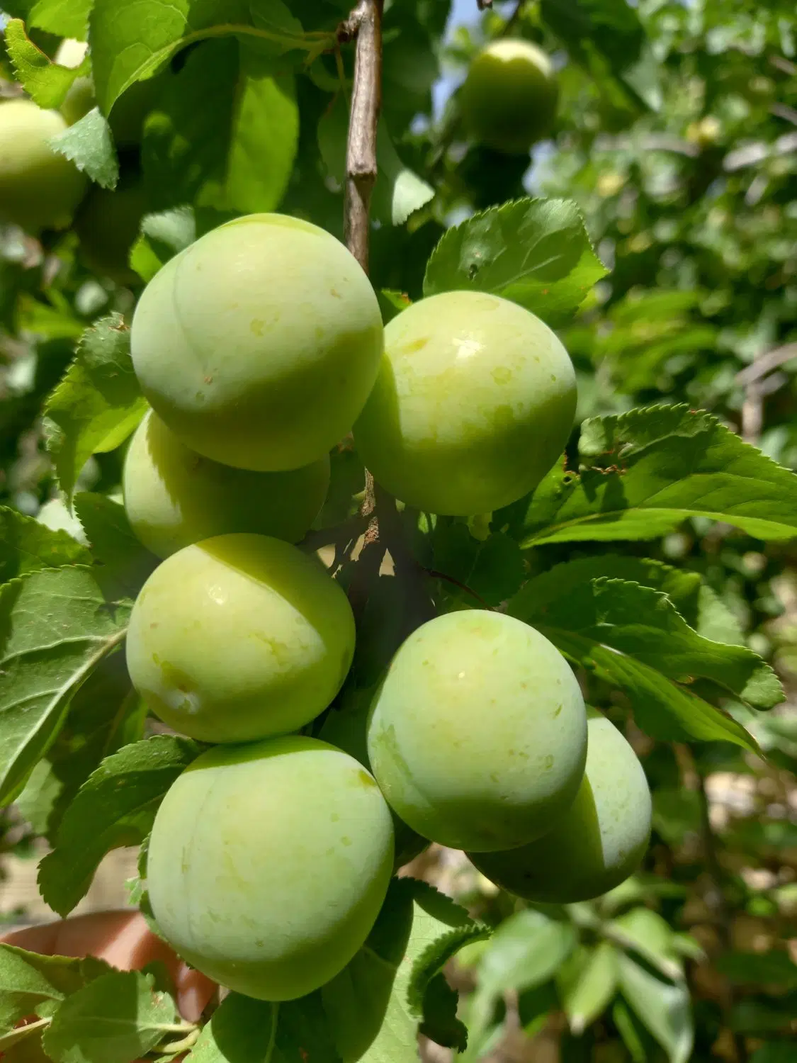 خانه باغ
