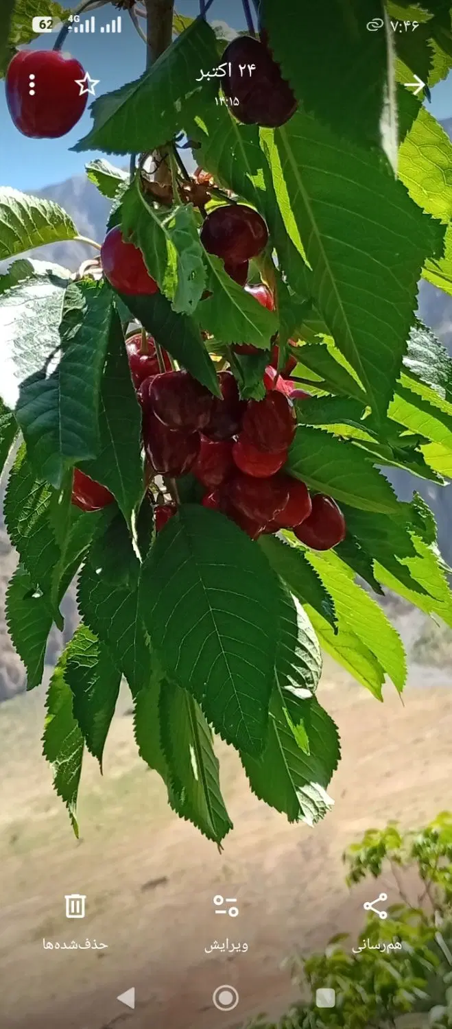 باغ قدیمی منطقه بکر چشمه اختصاصی