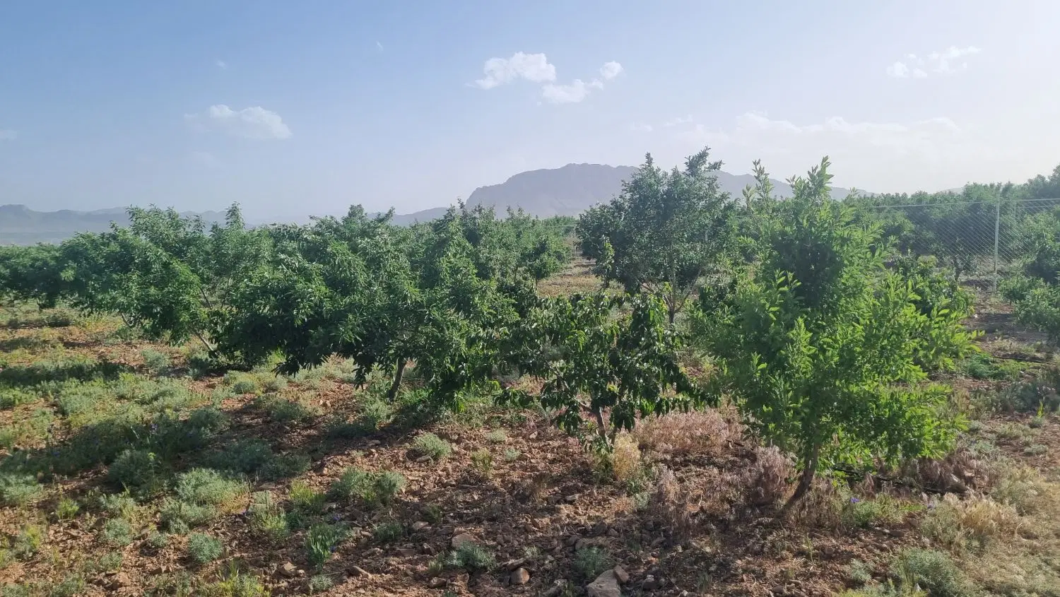 باغچه بادام مامایی