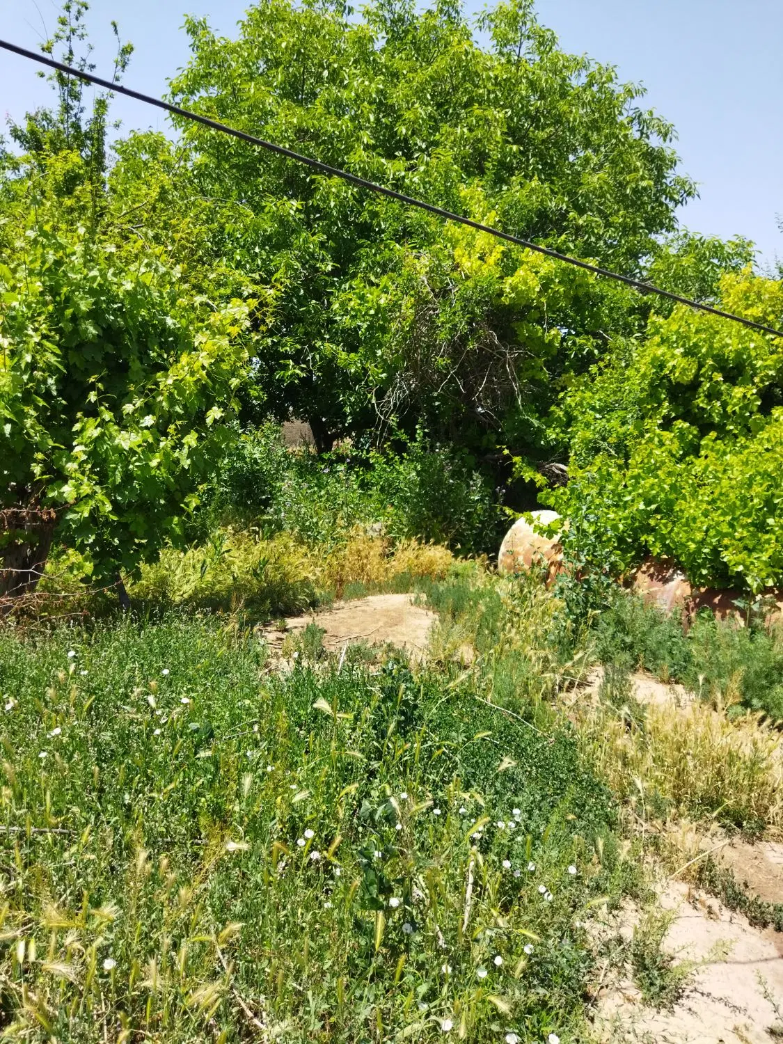 ویلا کلنگی
