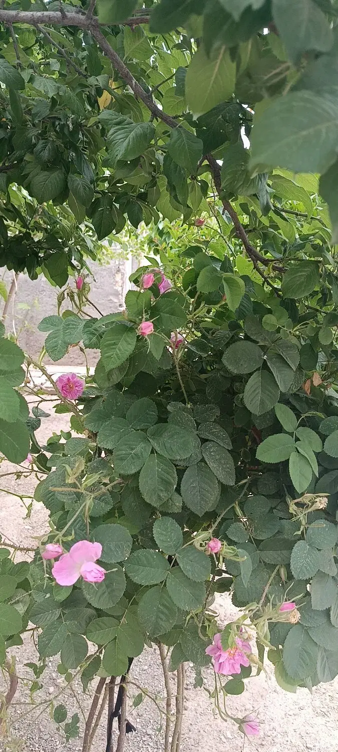 ده جریب باغ گردو وانگوربسیارسرسبز