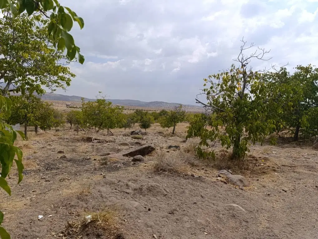 باغ وزمین