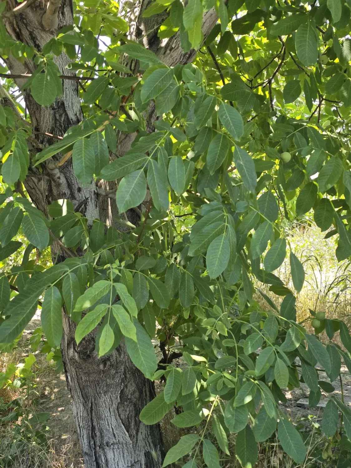 باغ و باغچه_ سرمایه _ تهاتر