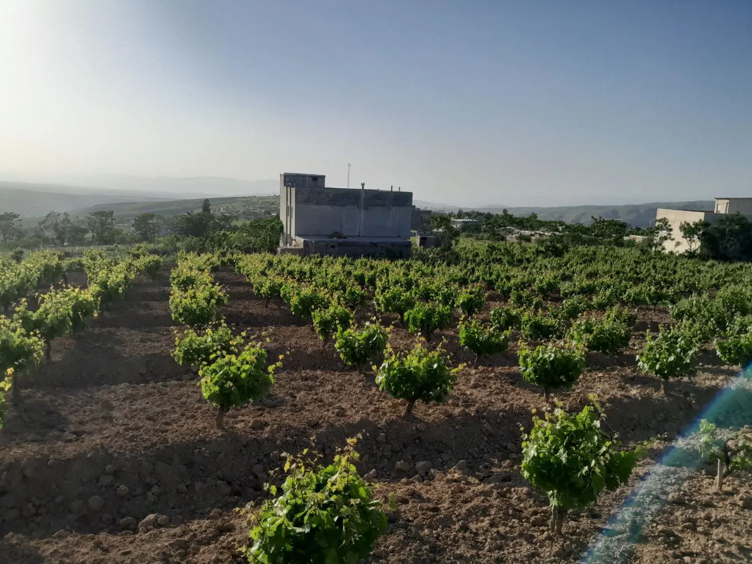 باغ انگور جاده قدیم روستای گلی
