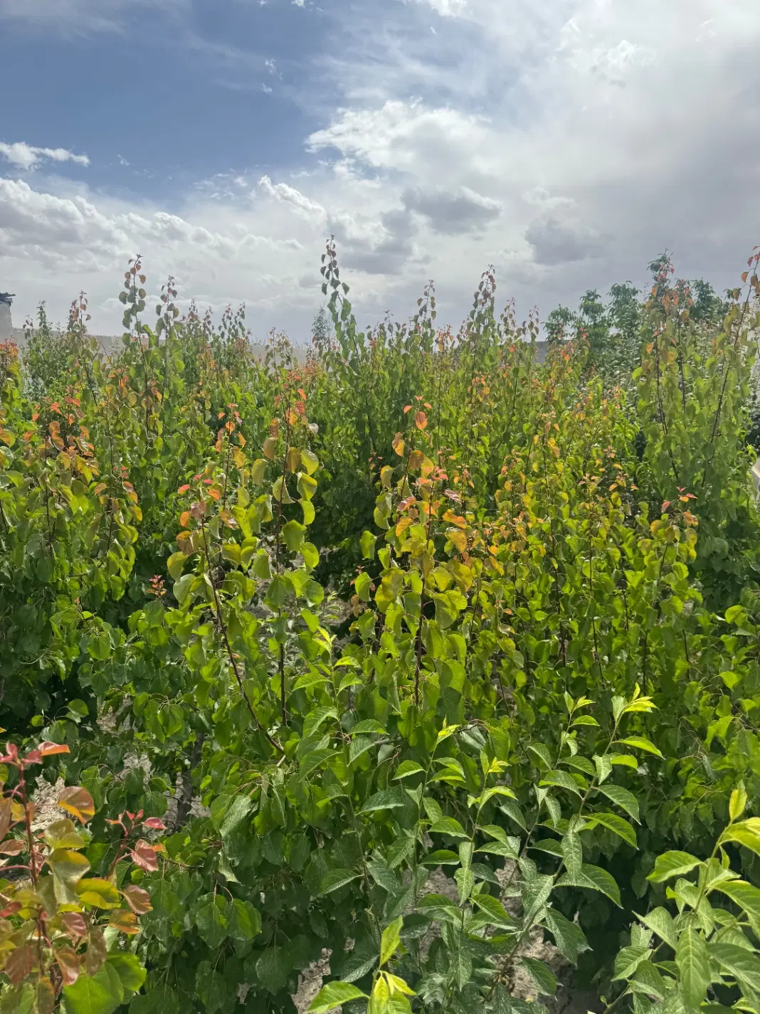 باغ میوه ۶۰۰ متری