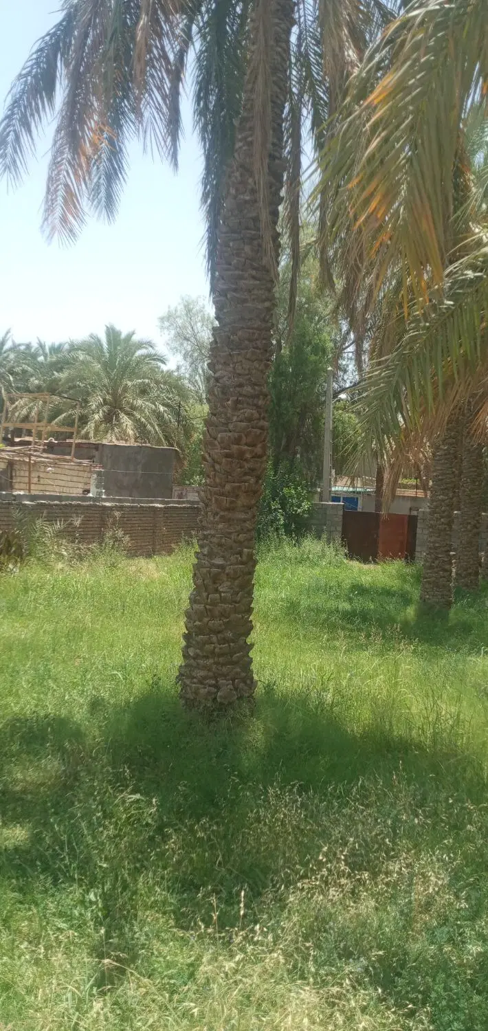 فروش زمین باغی