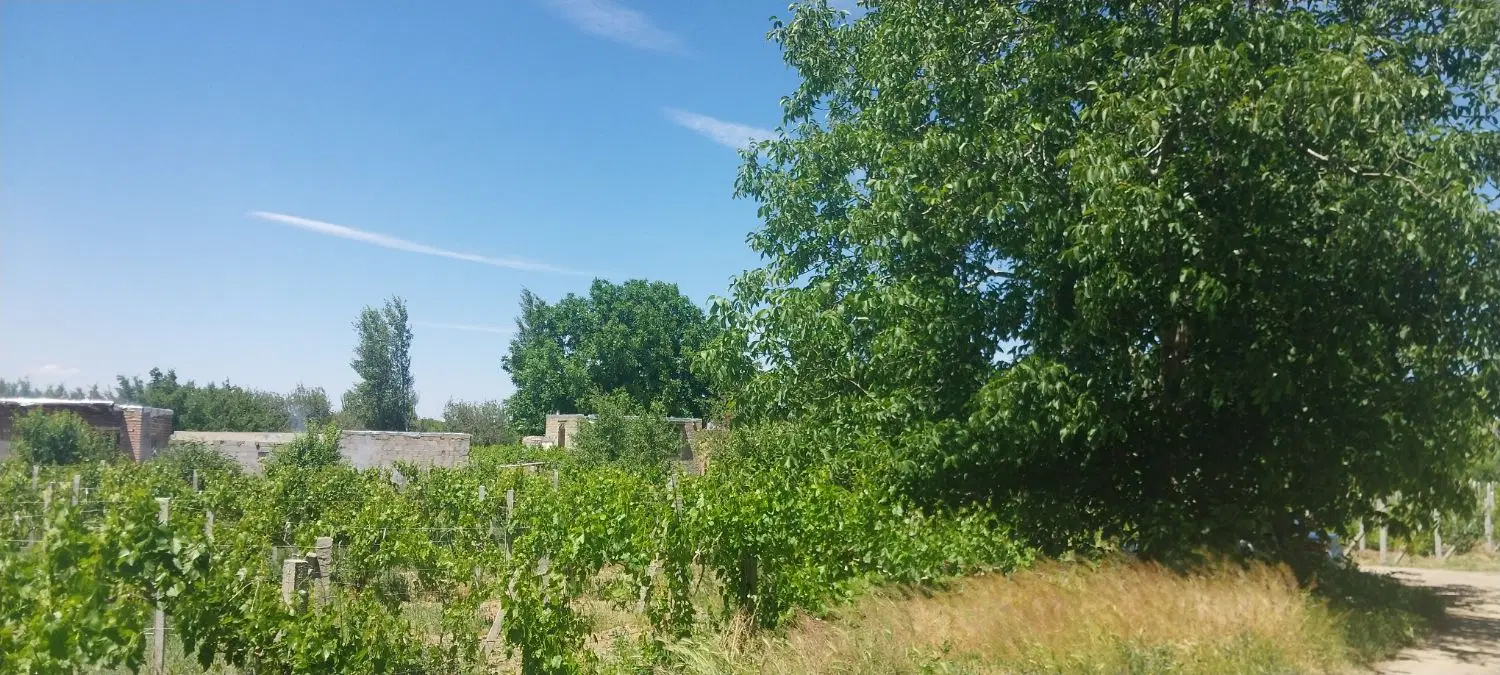۹۶۰ متر باغ انگور و باغچه الوان خانه باغ اده بزرگ