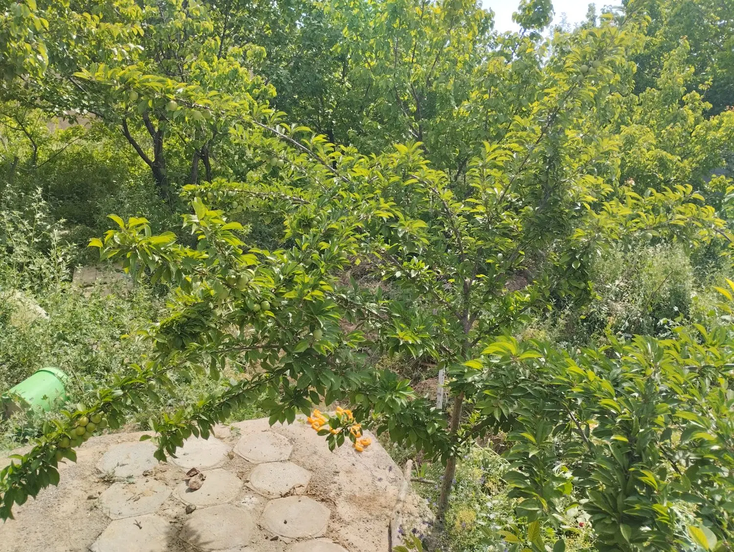 باغ فروشی ماشین رو استخر خونه باغ