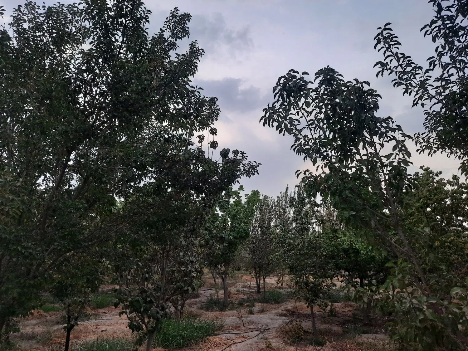 فروش و معاوضه باغ