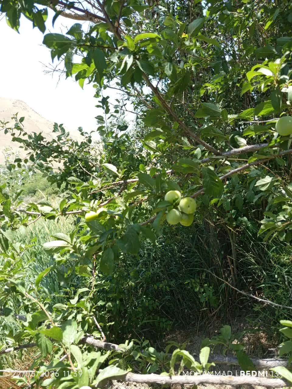 فروش یک قطعه باغ در روستای زیبا طاهره خاتون
